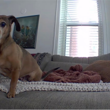 a screenshot of a dog on a couch, as seen on a blink mini security camera